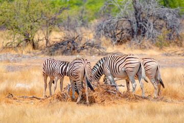 Zebra standing in yellow grass on Safari watching, Africa savannah - Etosha National Park, Namibia