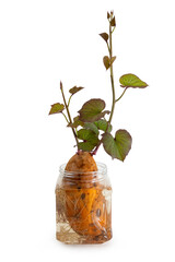 Sweet potato sapling in jar of water