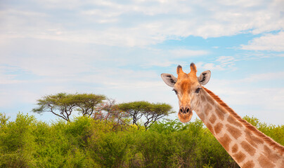 Portrait of giraffe in Africa savanna - Ethosha national park, Namibia