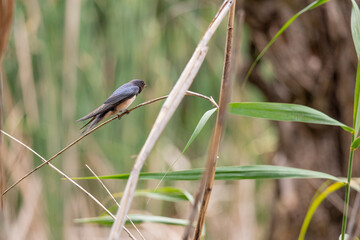 swallow, bird, nature, wildlife, animal, green, beak, grass, reed, birds, hummingbird, wild, fauna, blue, tree, branch, yellow, spring, tropical, summer, warbler, small