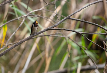 swallow, bird, nature, wildlife, animal, green, beak, grass, reed, birds, hummingbird, wild, fauna, blue, tree, branch, yellow, spring, tropical, summer, warbler, small