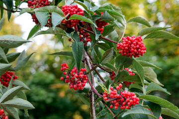 Bunches of ripe red berries on a branch in the park