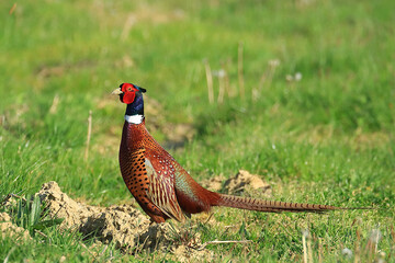 Common pheasant in the field