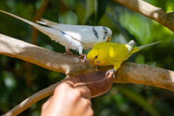 Parrots eat food in the morning. Raising parrots in Thailand. © nopporn
