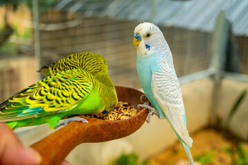Parrots eat food in the morning. Raising parrots in Thailand. © nopporn