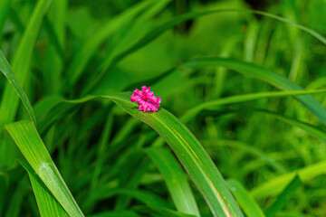A single long tree petal resting gently on a blade of grass.