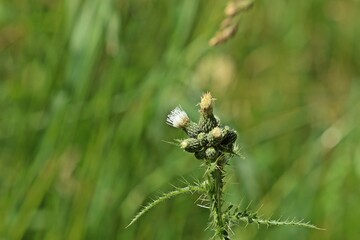 Weißling der Sumpf-Kratzdistel (Cirsium palustre)