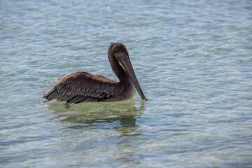 Pelikan an Floridas Golfküste
