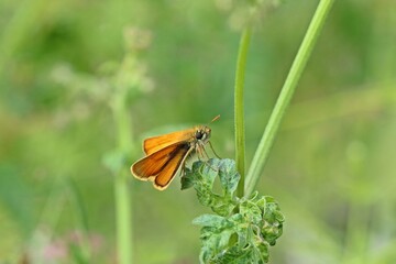 Braunkolbiger Braun-Dickkopffalter (Thymelicus sylvestris)