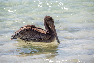 Pelikan an Floridas Golfküste