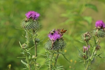 Braunkolbiger Braun-Dickkopffalter (Thymelicus sylvestris) und Hummel auf Gewöhnlicher Kratzdistel (Cirsium vulgare)