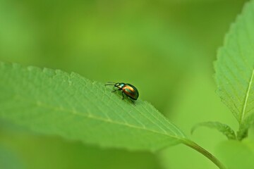 Prächtiger Blattkäfer (Chrysolina fastuosa) an Hohlzahn © Schmutzler-Schaub