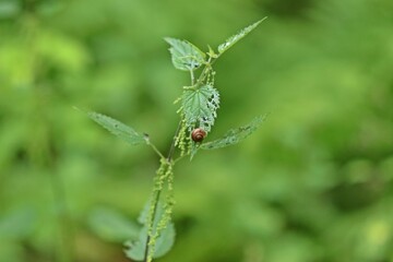 Junge Gefleckte Schnirkelschnecke (Arianta arbustorum) an Brennnessel