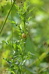 Garten-Bänderschnecke (Cepaea hortensis) an Distel