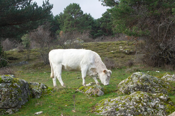 White cow grazing in a green pasture.