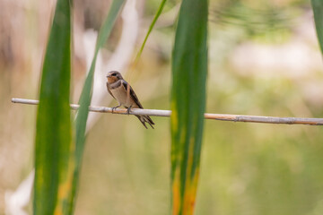 swallow, bird, nature, wildlife, animal, green, beak, grass, reed, birds, hummingbird, wild, fauna, blue, tree, branch, yellow, spring, tropical, summer, warbler, small