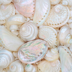 Mother of pearl seashell background. Abalone, troca, turbo snail shells collection decorative nature marine  life design for greeting card.