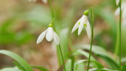 White Flowers Of Galanthus Nivalis In Early Spring. January And February In A Woodland Wildflower Setting.