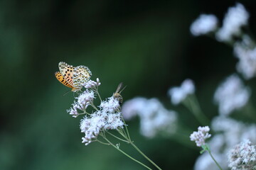袴に似た形の藤色の花