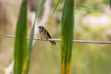 swallow, bird, nature, wildlife, animal, green, beak, grass, reed, birds, hummingbird, wild, fauna, blue, tree, branch, yellow, spring, tropical, summer, warbler, small