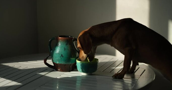 Cute funny dog at table in kitchen, dachshund looking for food, funny kawai puppy. diet, stylish home, healthy lifestyle concept. flowers and fruits. idyllic picture, perfect vibe video footage 4k