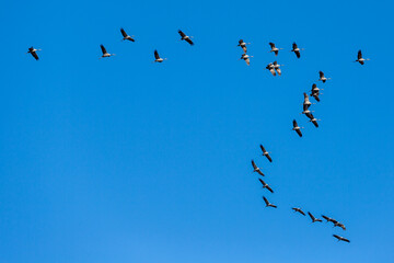 Kraniche am Himmel
