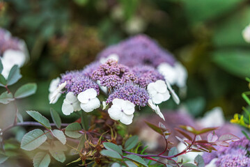Close-up of Hydrangea aspera Macrophylla in Full Bloom