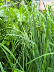 green leaves, natural background, green background, nature, natural color, jungle, dense forest,