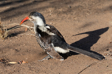 One southern red-billed hornbill sitting on the ground with shadow on the sand