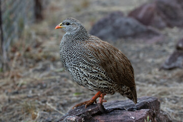 Side view of one natal spurfowl standing on a rock