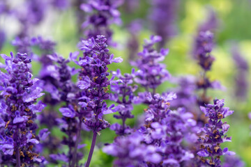 紫色の花を咲かせたブルーサルビア