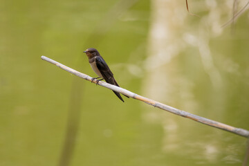 swallow, bird, nature, wildlife, animal, green, beak, grass, reed, birds, hummingbird, wild, fauna, blue, tree, branch, yellow, spring, tropical, summer, warbler, small