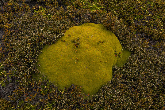 Stanley Falkland Islands Balsam Bog Cushion Plant Life Plant Close Up Micro Bolax Gummifera. False Plantain Green Environment Natural Landscape Green. Moore&rsquo;s Plantain. Plantago moorei.