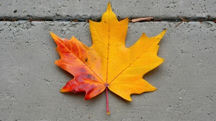 A Single Maple Leaf
