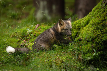 A young fox with grey fur plays in a green forest, blending into the lush surroundings. It pauses, alert and curious, capturing the essence of youthful energy and natural beauty.