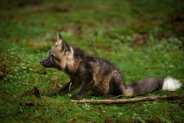 A young fox with grey fur plays in a green forest, blending into the lush surroundings. It pauses, alert and curious, capturing the essence of youthful energy and natural beauty.