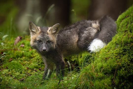 A young fox with grey fur plays in a green forest, blending into the lush surroundings. It pauses, alert and curious, capturing the essence of youthful energy and natural beauty.