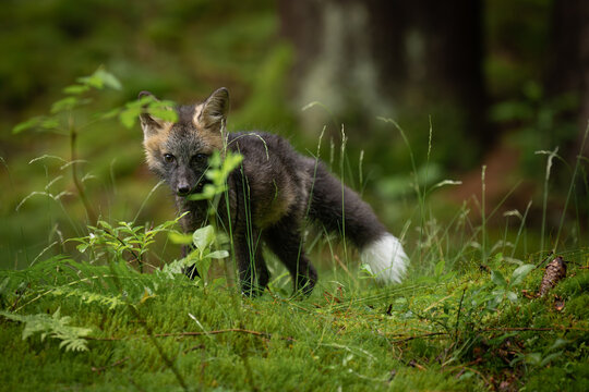 A young fox with grey fur plays in a green forest, blending into the lush surroundings. It pauses, alert and curious, capturing the essence of youthful energy and natural beauty.