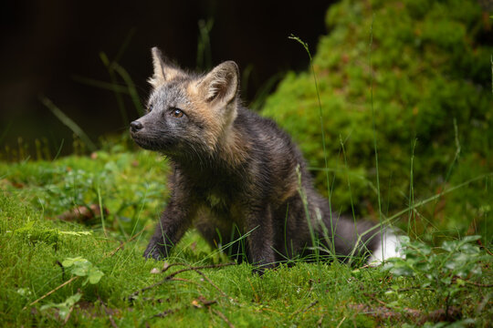A young fox with grey fur plays in a green forest, blending into the lush surroundings. It pauses, alert and curious, capturing the essence of youthful energy and natural beauty.