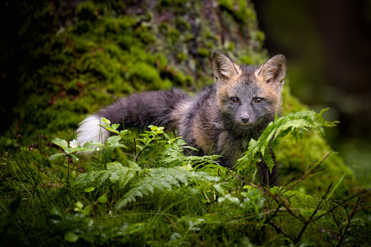A young fox with grey fur plays in a green forest, blending into the lush surroundings. It pauses, alert and curious, capturing the essence of youthful energy and natural beauty.