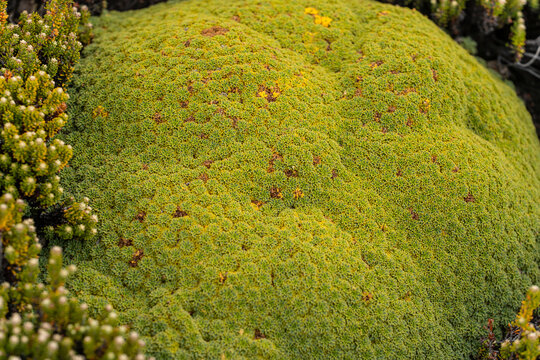 Falkland Islands Close Up Plant Life Balsam Bog Cushion Plant Close Up Micro Bolax Gummifera. False Plantain Moore&rsquo;s Plantain. Plantago moorei.