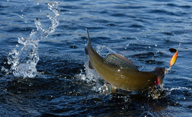 Hooked grayling jumping and fighting in an Arctic river caught with spinner lure by fisherman in Swedish Lapland near Kiruna in August 2021.