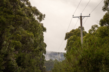 power poles and power lines in the forest being a fire risk