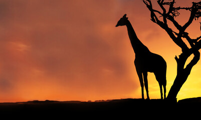Naklejka premium A giraffe stands next to a tree against the background of the sunset sky