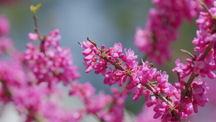 Insect Fly Collecting Pollen On Cercis Siliquastrum. Cercis Siliquastrum Blossom. Close up.