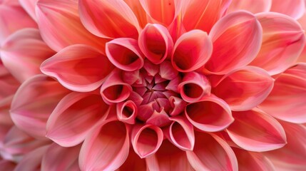 Fototapeta premium A close-up view of a bright pink flower with delicate petals and center