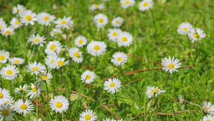 Field Of Chamomiles At Sunny Day At Nature. Common Daisy. Beautiful Summer Meadow. Close up.