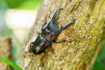 A Japanese great stag beetle that hides in tree holes during the day and emerges at night.