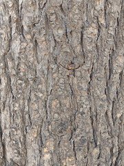 Intricate Tree Bark Texture