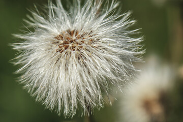 hieracium flower on the meadow close-up of green leaves developed seeds
